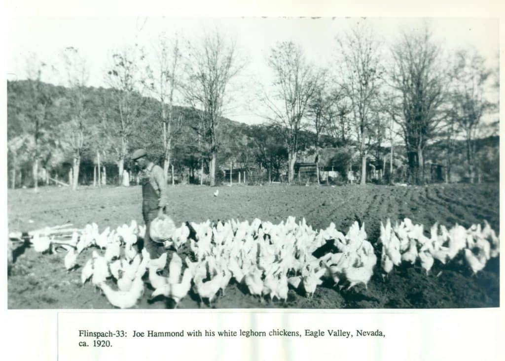 A man in overalls and a cap feeds a large flock of white chickens in a field with trees and buildings.