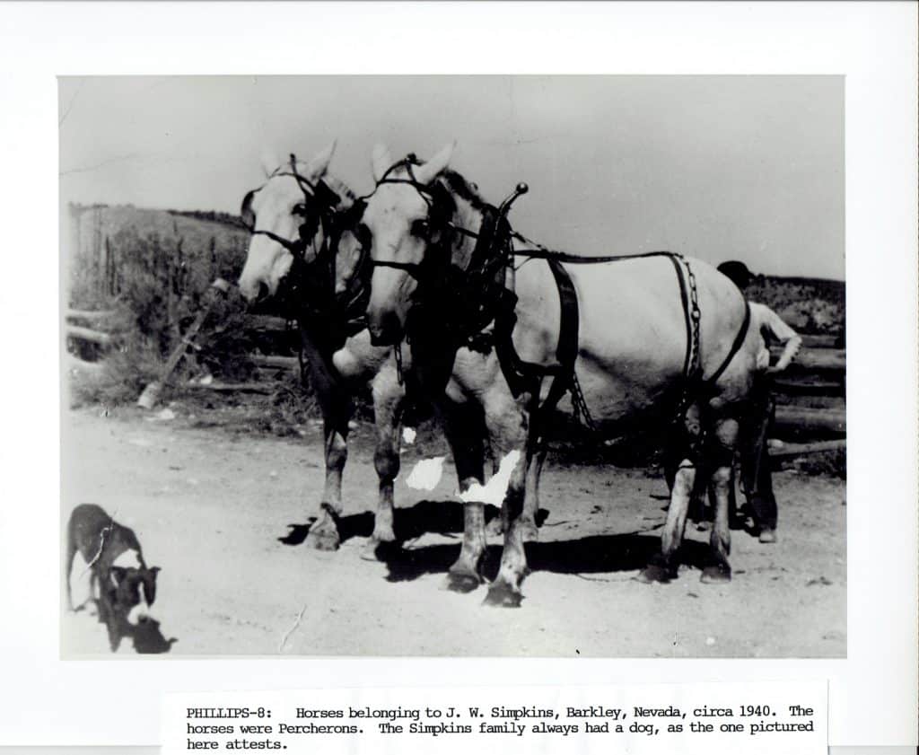 Two draft horses in harnesses stand on a dirt road next to a small dog and a puppy.