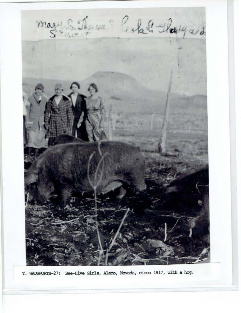 Four women stand behind a large hog in a field with a mountain in the distance, "Bee-Hive Girls, Alamo, Nevada, circa 1917, with a hog."